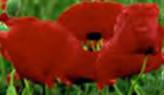 poppy